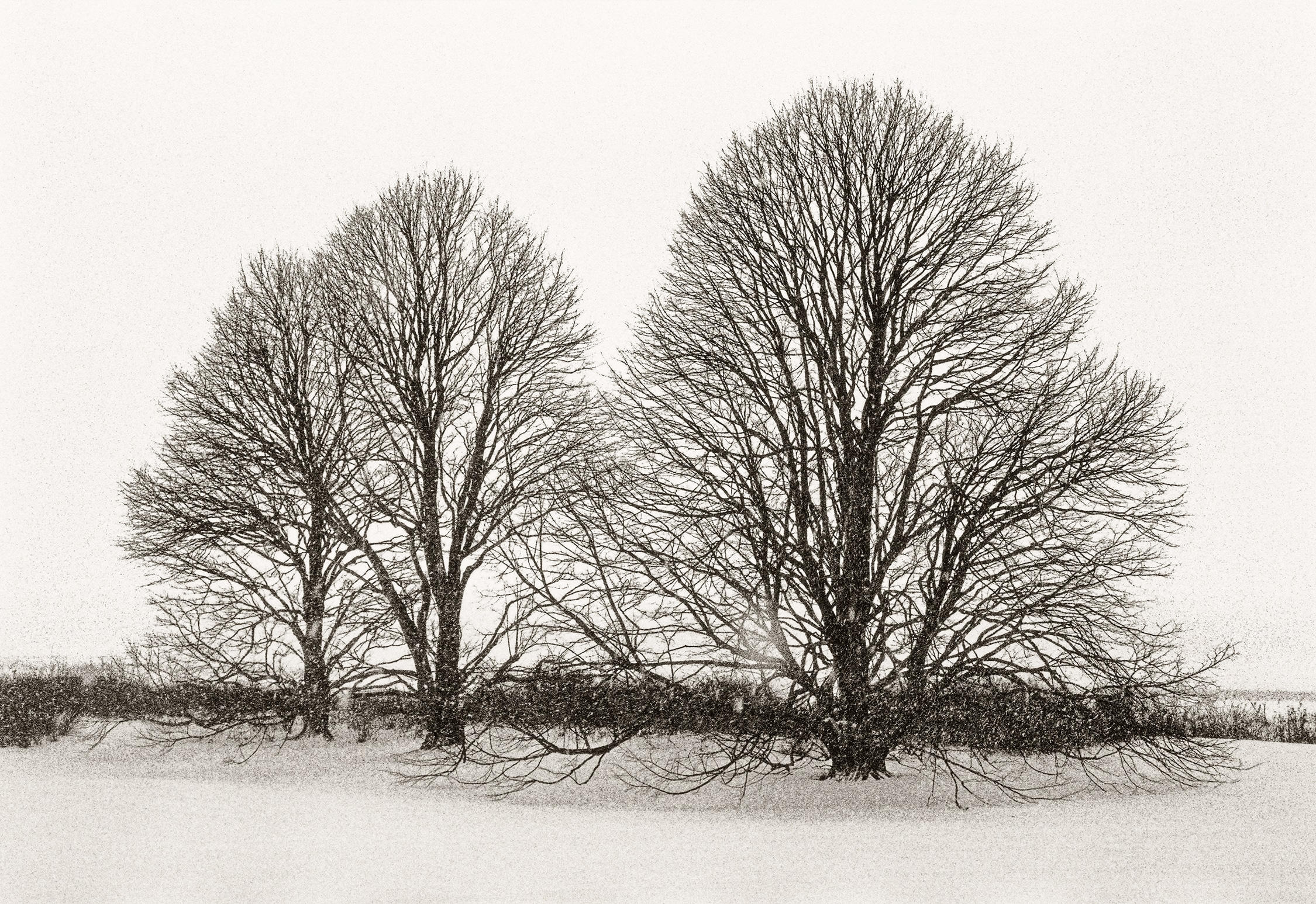 Three Lindens near the Pond, East Hampton